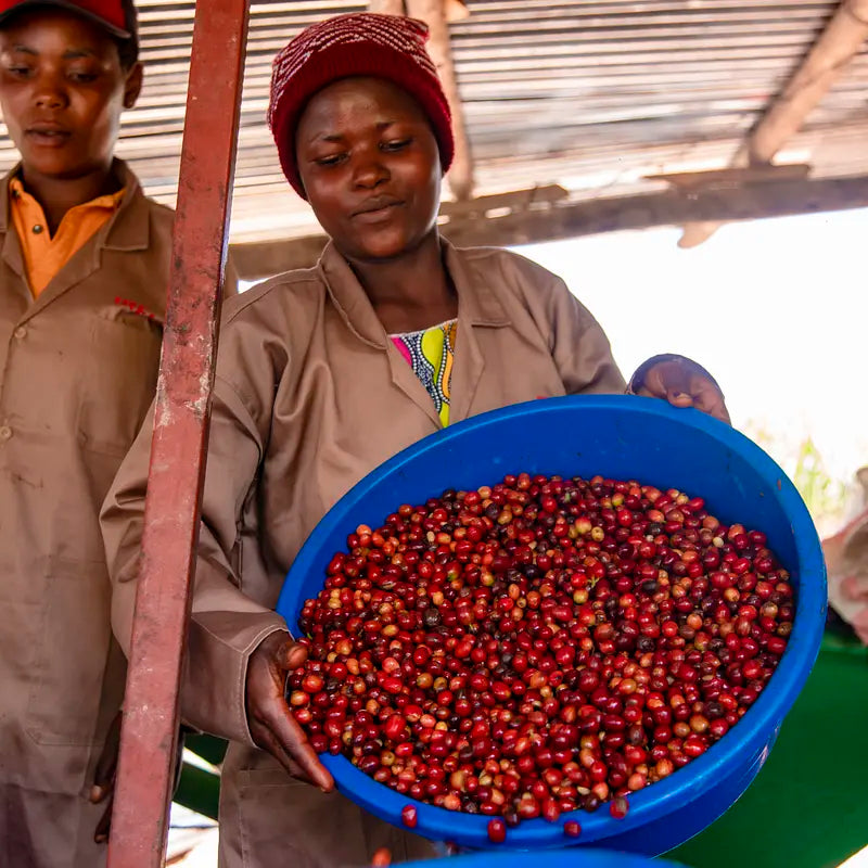 RWANDA GASHARU, Filter