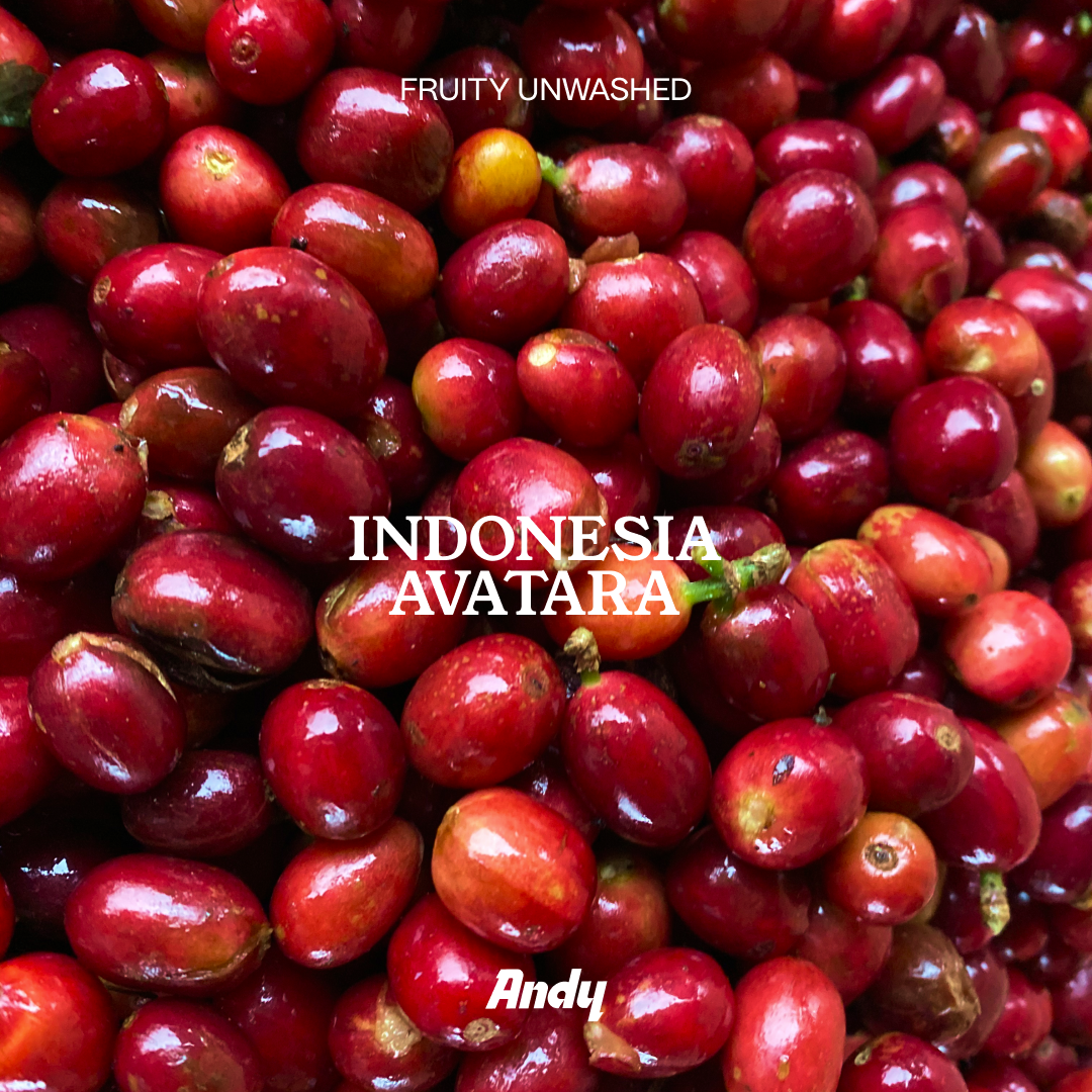 FRUITY UNWASHED, filter roast, Indonesia Avatara